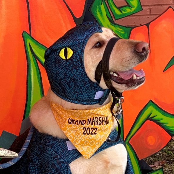 A beautiful yellow Labrador dressed as a dinosaur poses happily in front of the terrible pumpkin