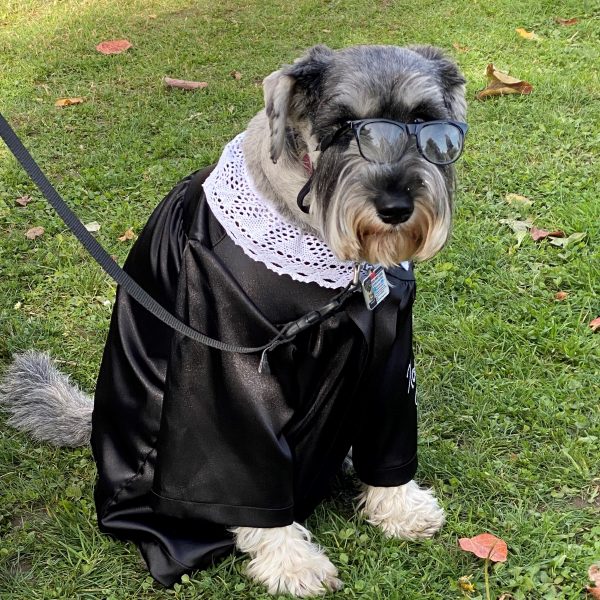A schnauzer dressed as Ruth Bader Ginsburg steals the show with her lace collar, black robe, and glasses.