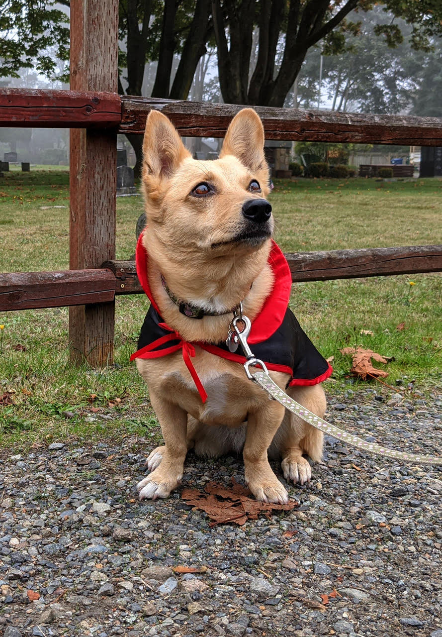 LettyCrop The regal and terrifying draculetty