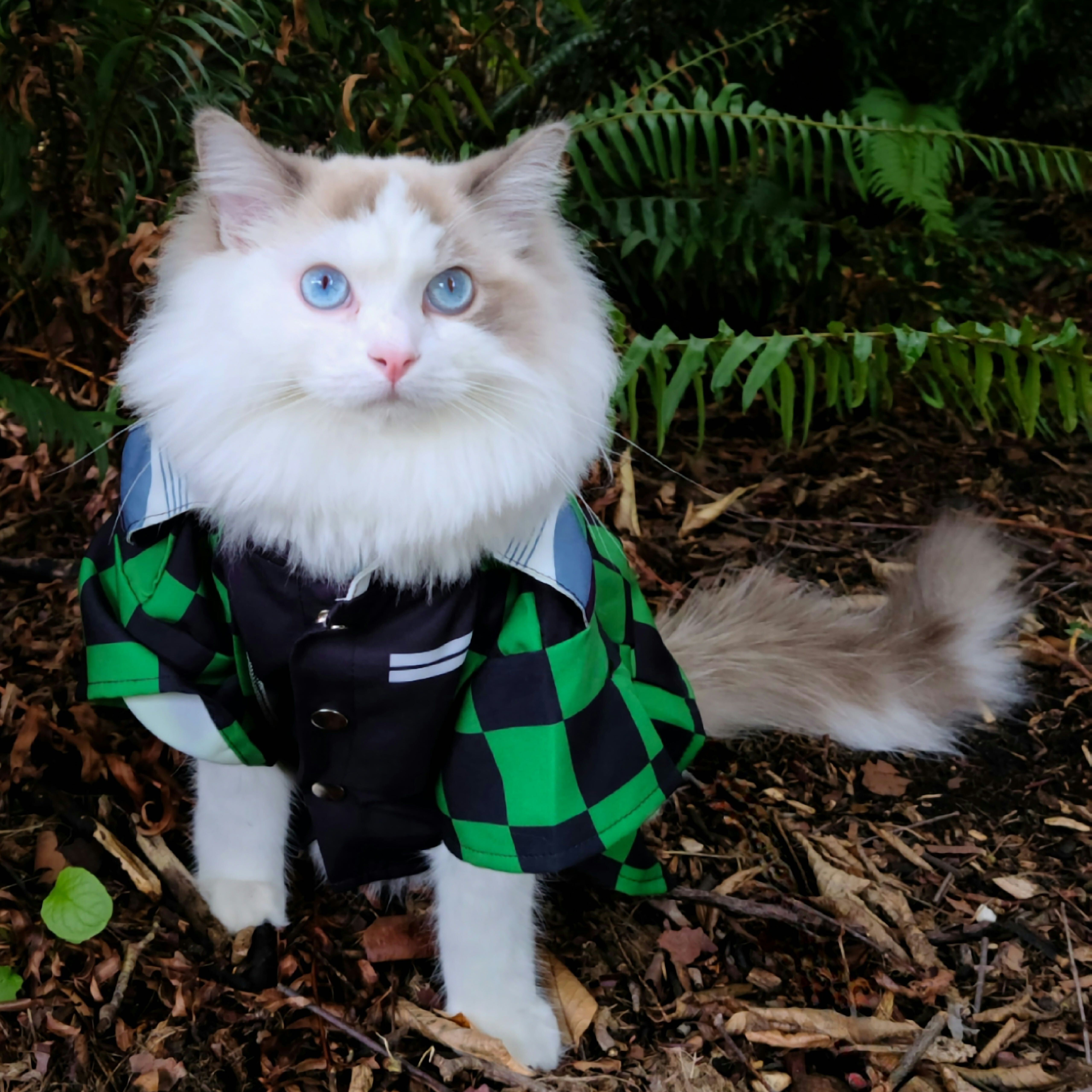 Tako Tako the cat - 2026 Crown Hill-O-Ween Grand Marshal