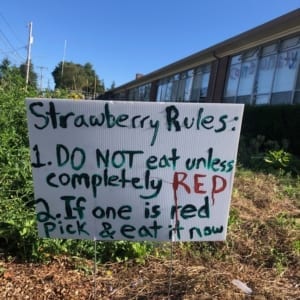 garden strawberry sign