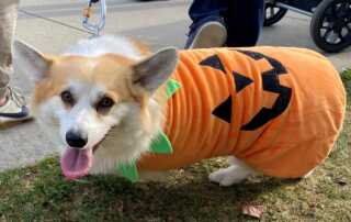 Dog (A Pembroke Corgi) dressed as a Halloween pumpkin.