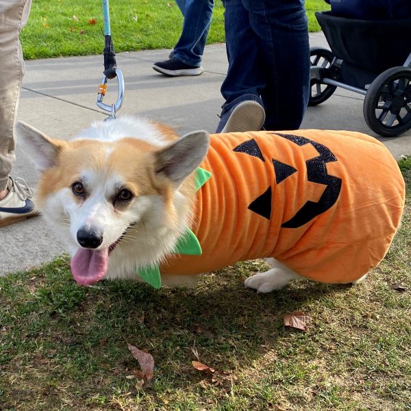 A Pembroke Corgi dressed as a pumpkin.