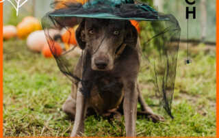 Visla dog is ready for a Seattle Halloween parade and photo booth: wearing a large, netted witch hat with the words, "ready for my closeup"