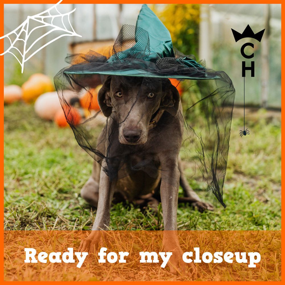 Visla dog is ready for a Seattle Halloween parade and photo booth: wearing a large, netted witch hat with the words, "ready for my closeup"