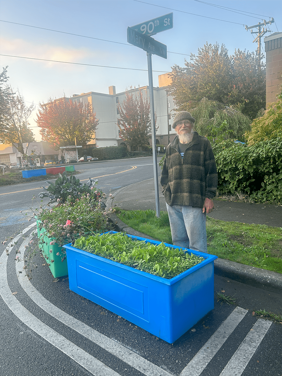 Neighborhood gardener stands by urban garden boxes filled with lettuce starts.