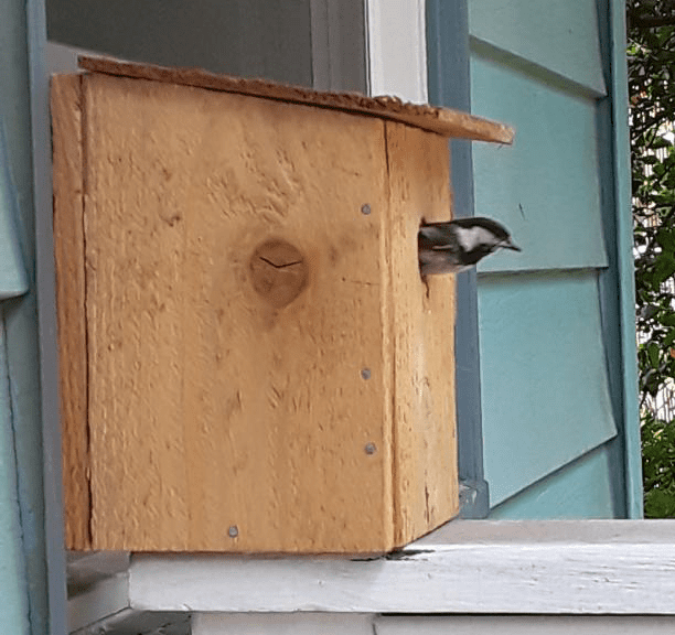 bird sticks his head out of a house built at a previous Crown Hill Birdhouse event
