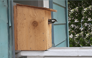 bird sticks his head out of a house built at a previous Crown Hill Bird House event