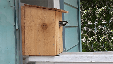 bird sticks his head out of a house built at a previous Crown Hill Bird House event