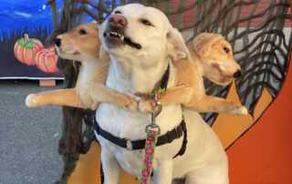 Three headed dog smiles