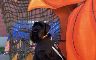 Handsome black terrier poses alone in the jaws of the Great Pumpkin