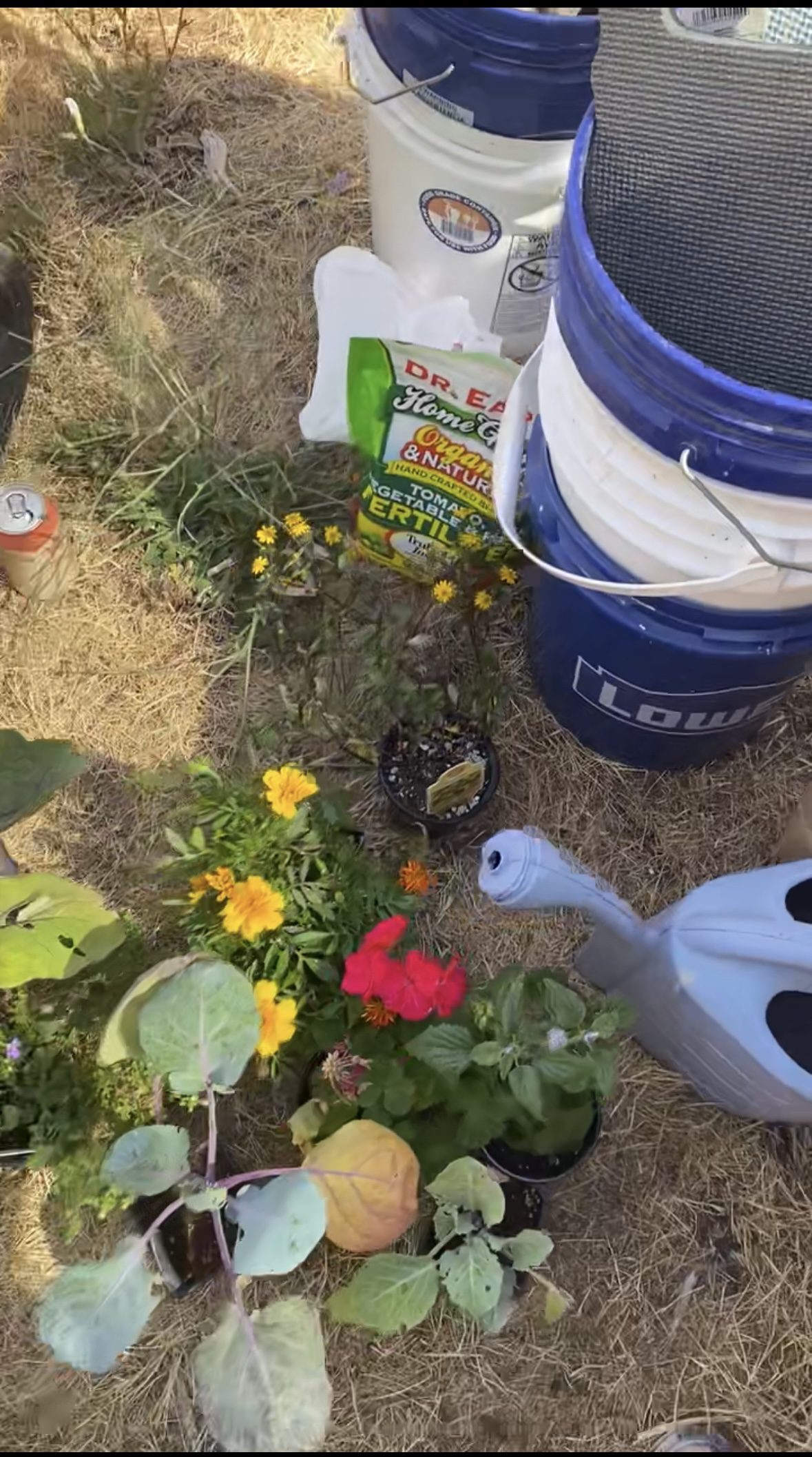 Plants, a bucket, and watering can are ready to be planted