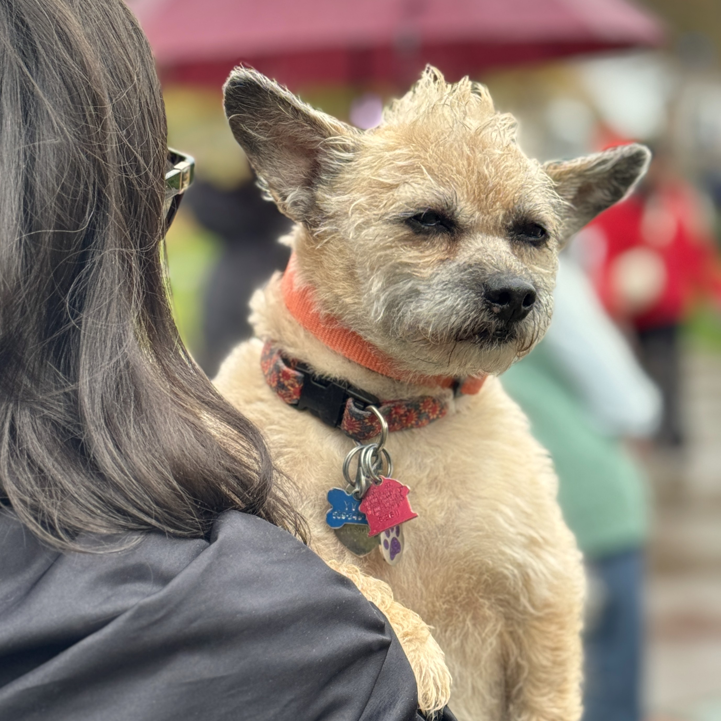 This guy has a built in mohawk.