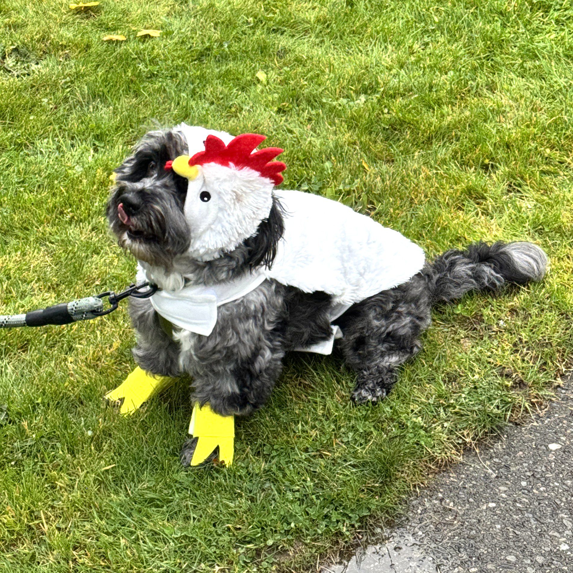Little dog dressed as a chicken