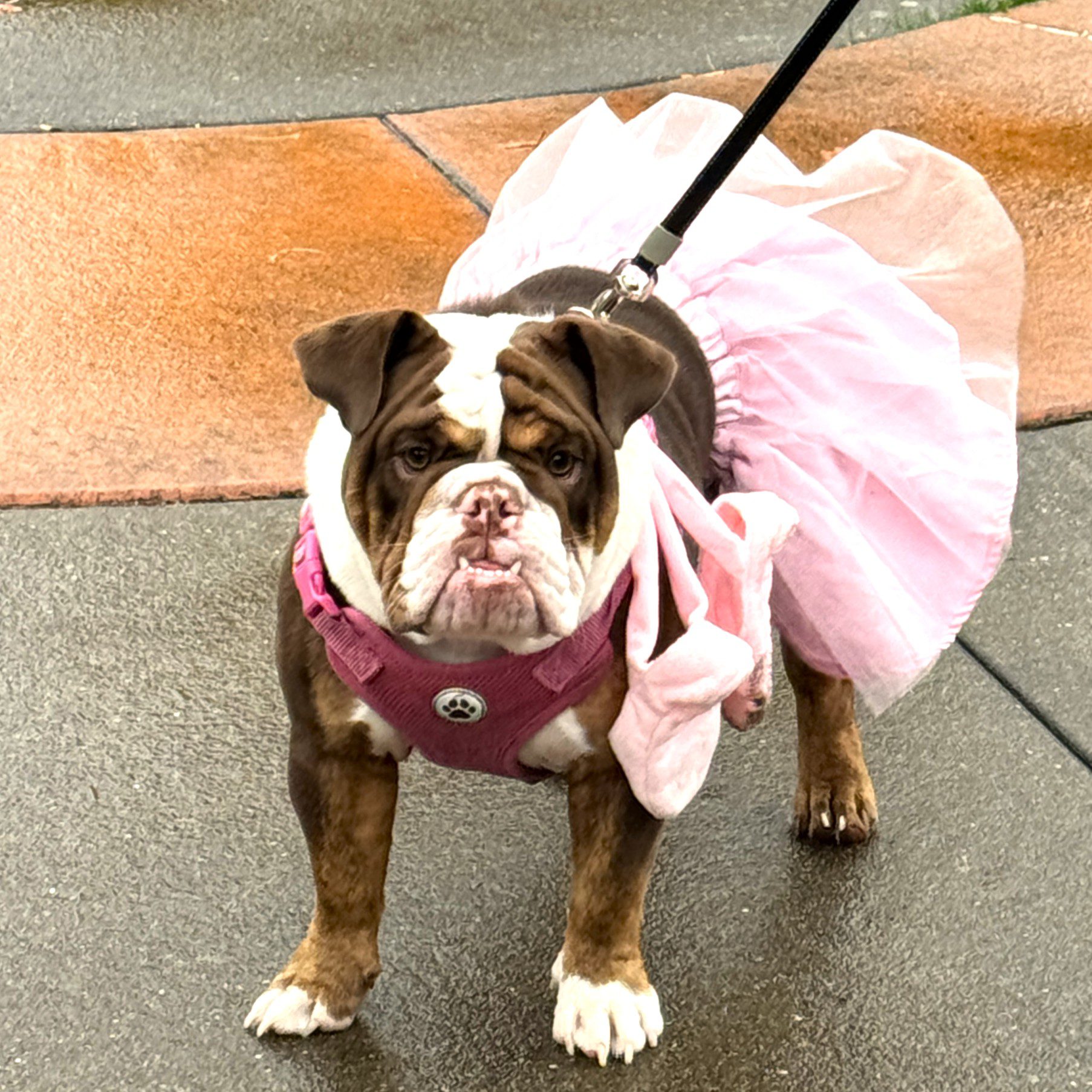 Crown Hill-O-Ween 2025: Swimming in Fun!