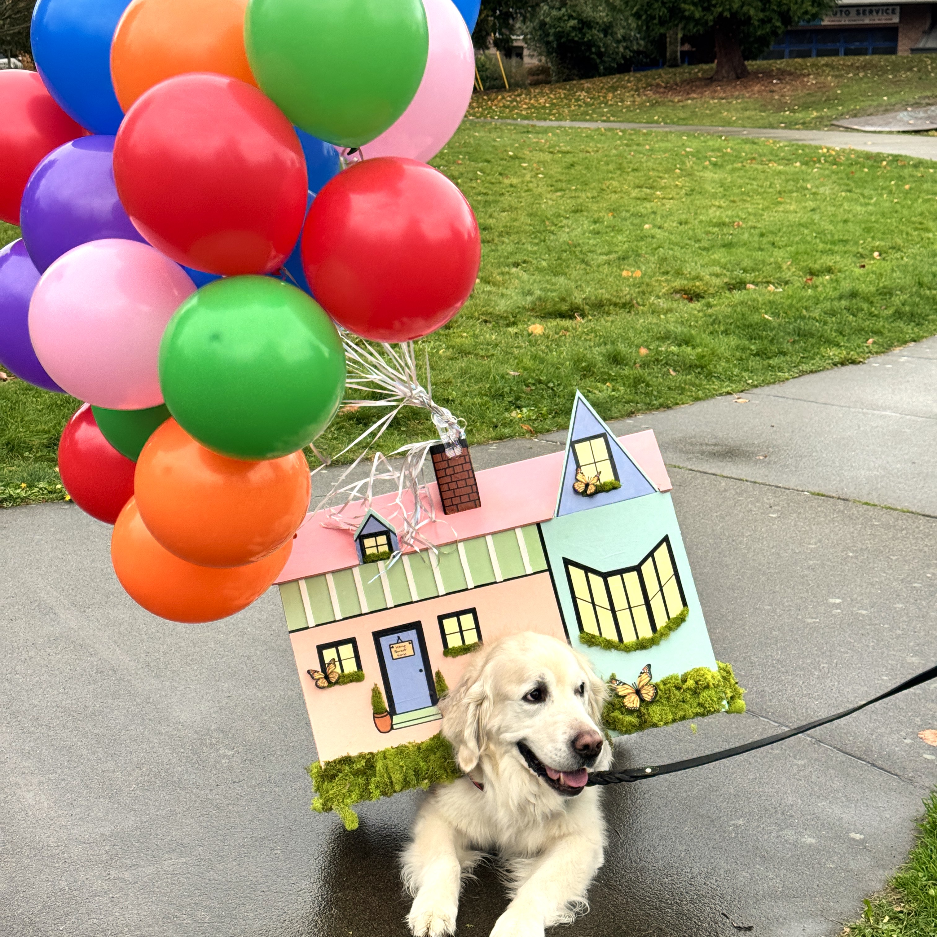 golden retriever dressed as the house from the movie Up with many real balloons