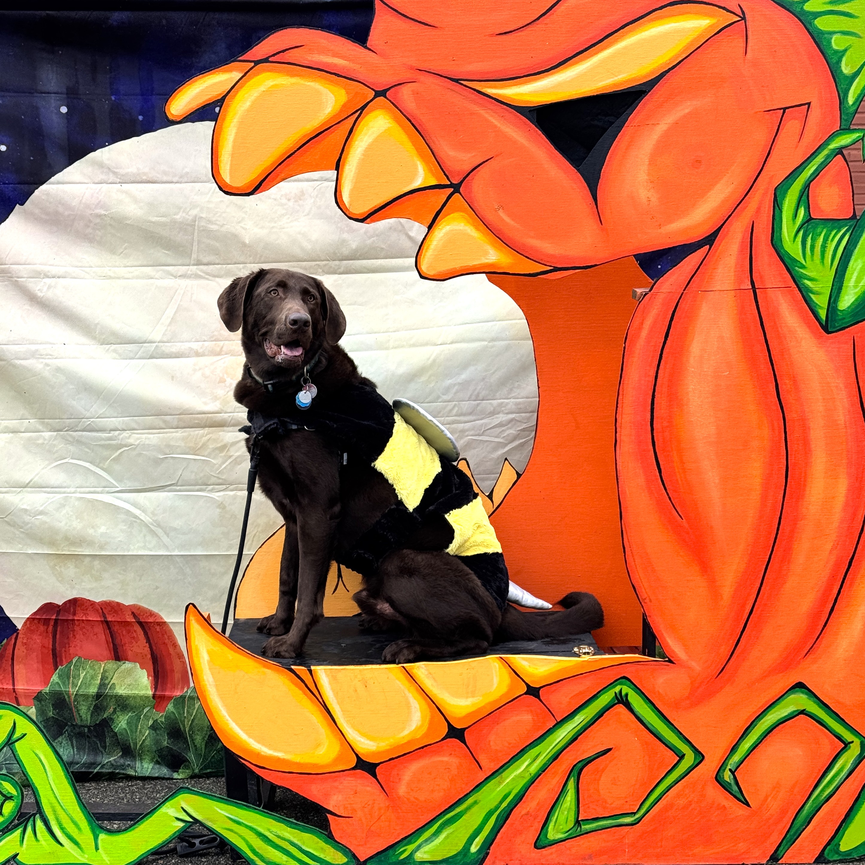 A pretty bumblebee sits in the jaws of the great pumpkin